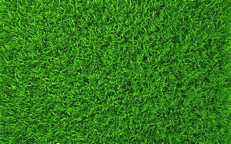 Green grass texture summer, macro, green background, grass textures ...