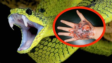 Whats The Most Venomous Snake In The World - Snake Poin