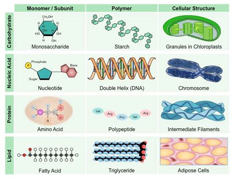 CuriouSTEM - Classes of Organic Molecules