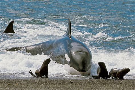 Killer Whales Eating Seals