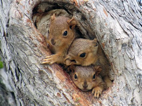 How Animals Survive the Cold - Creasey Mahan Nature Preserve