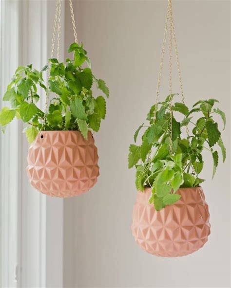 Catnip Plant Care - How to Grow Catnip Indoors | Apartment Therapy