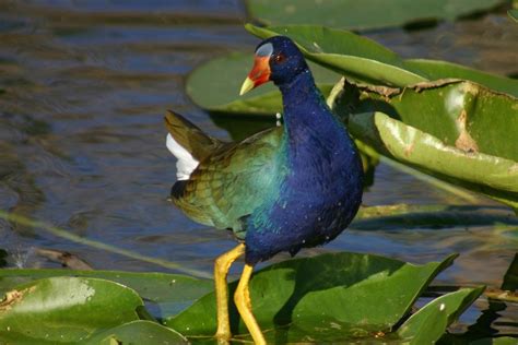 Bird Watching in Everglades National Park | Everglades national park ...