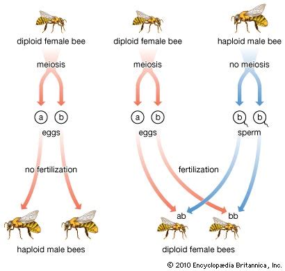 Reproduction of Honey Bees