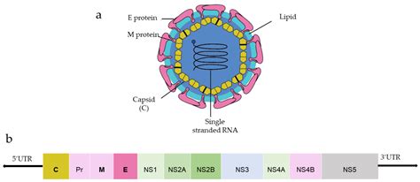 DENGUE and ZIKA Flaviviruses Nucleic Acid Vaccine | Encyclopedia MDPI