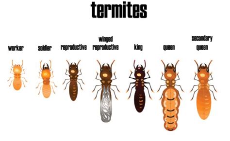 Being Cautious of Drywood Termite Damage When Buying a New Home in ...