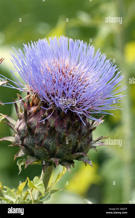 botany, Cynara, Cardoon (Cynara cardunculus), flower Stock Photo - Alamy