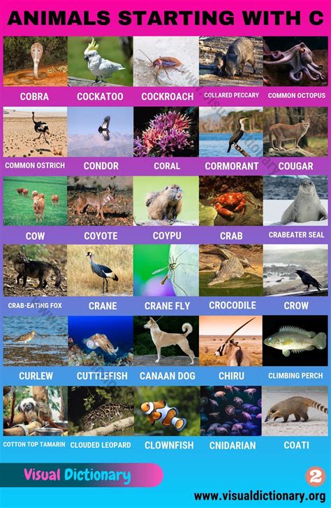 Desert Animals Pictures With Names