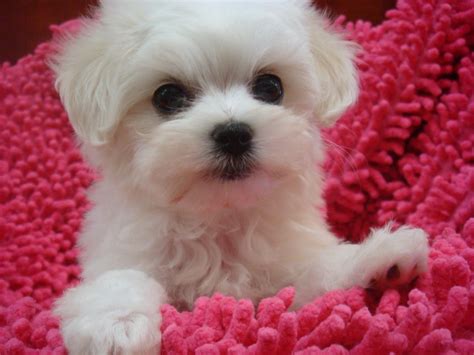 HD Animals: cute small white dog