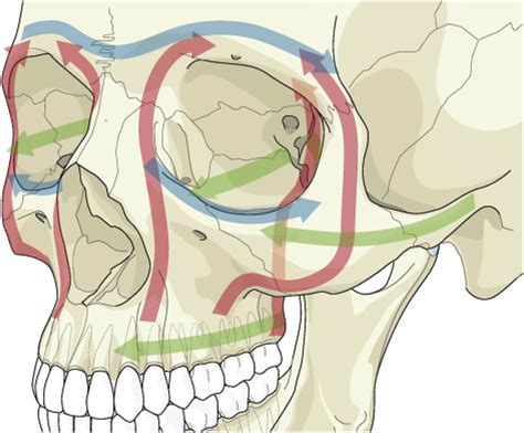 Maxillofacial and Mandibular Fractures in Sports - Clinics in Sports ...