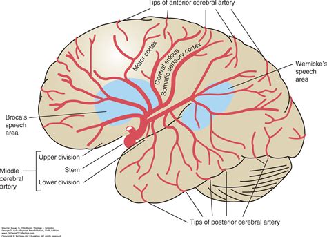 Cerebral Arteries Map