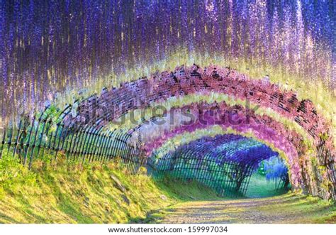 2,777 Wisteria Flower Tunnel Images, Stock Photos & Vectors | Shutterstock