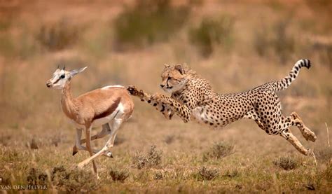 two cheetah chasing each other in the wild