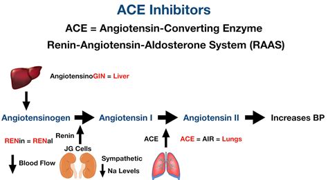 ACE Inhibitors: Drug List, Side Effects, Mechanism of Action, Example ...