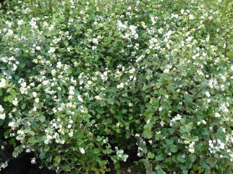 Snowberry symphoricarpos Albus Plant 1-2 Year Old Bare Root - Etsy