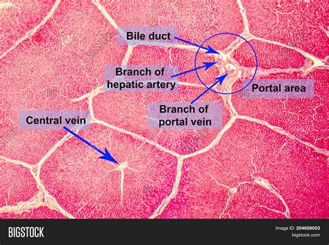 Veins Of Liver Histology