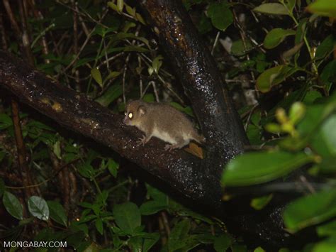 Microcebus rufus (Brown mouse lemur) (Ranomafana N.P.)