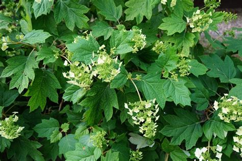 How to Grow and Care for Oakleaf Hydrangea (Hydrangea Quercifolia ...