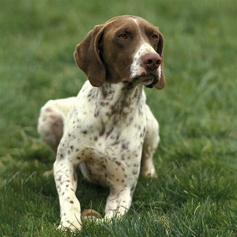 Braque Français Pyrenean Facts - Wisdom Panel™ Dog Breeds