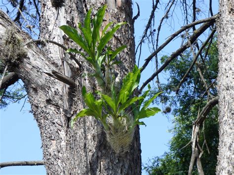 (Catasetum fimbriatum) - EcoRegistros