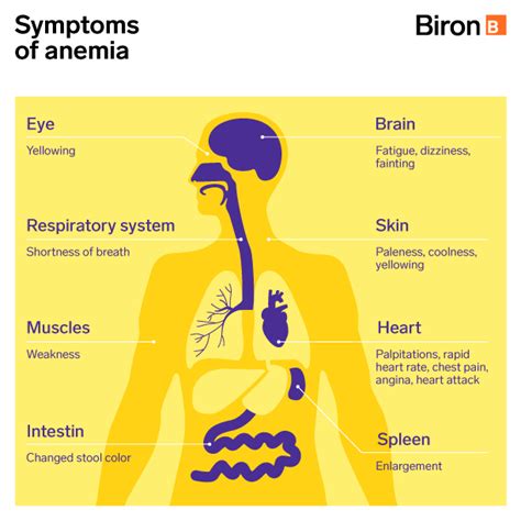 Anemia disrupts respiratory system activity | Biron