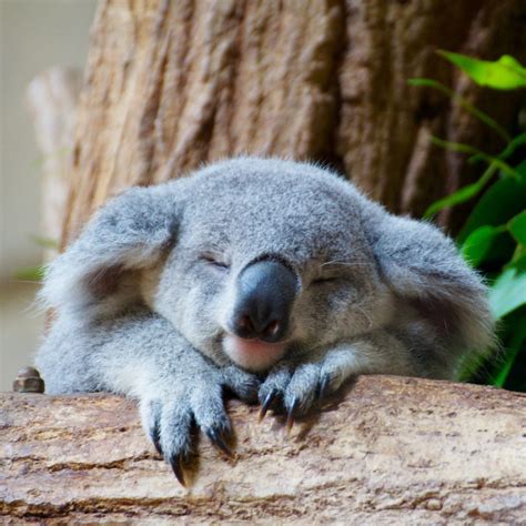 koala – Big British Zoo