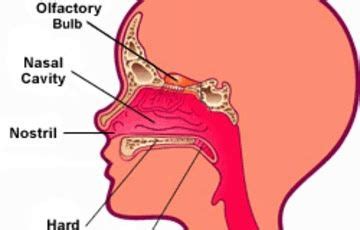 Image result for diagram of the nose | Nose diagram, Nose, Paranasal ...