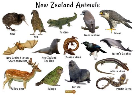 an image of new zealand animals