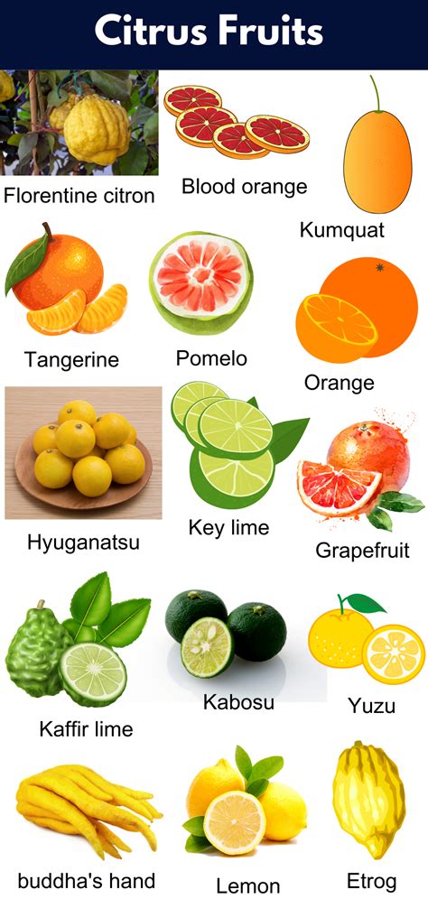 List of All Citrus Fruits | Citrus Fruits Name With Pictures - GrammarVocab