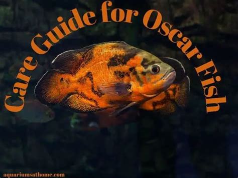 Oscar Fish Essential Care Guide