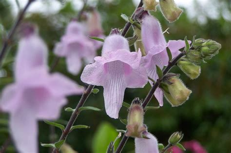 African foxglove or Ceratotheca triloba. Easy to grow from seed ...