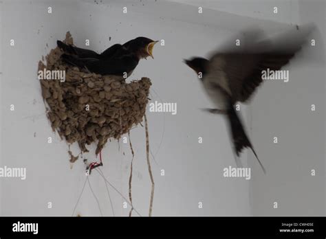 Swift bird nest hi-res stock photography and images - Alamy