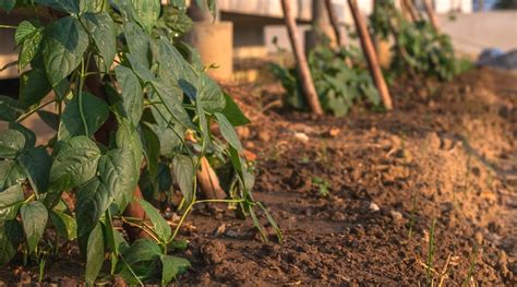 Cowpeas: How To Grow and Care for Black-Eyed Pea Plants