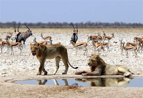 Etosha National Park | The Namibia Safari | Accommodation, 4x4 Car Hire ...