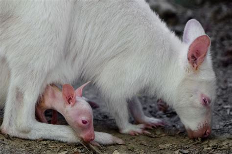 Here Is A Chance For Anyone Who Hasn’t Seen A Baby White Kangaroo ...