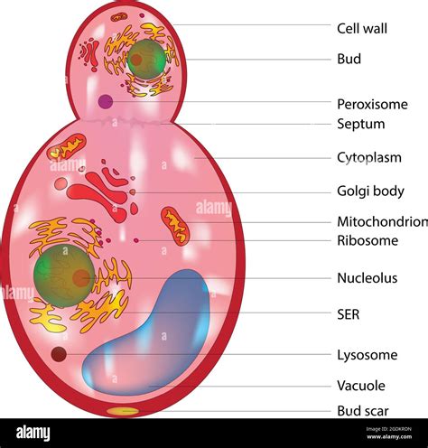 Budding fungus cell structure, Anatomy of fungal cell, typical labeled ...