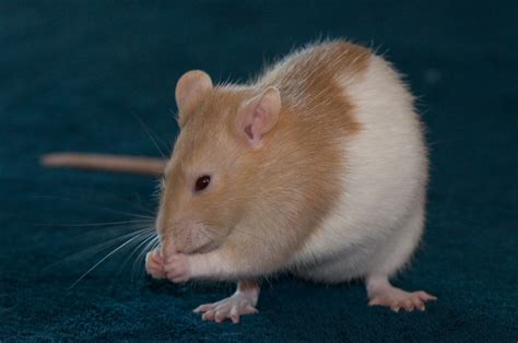 Top 10 Reasons to Have Rats as Pets - PetHelpful