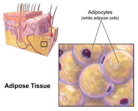 What is the Difference Between Visceral and Subcutaneous Fat - Pediaa.Com