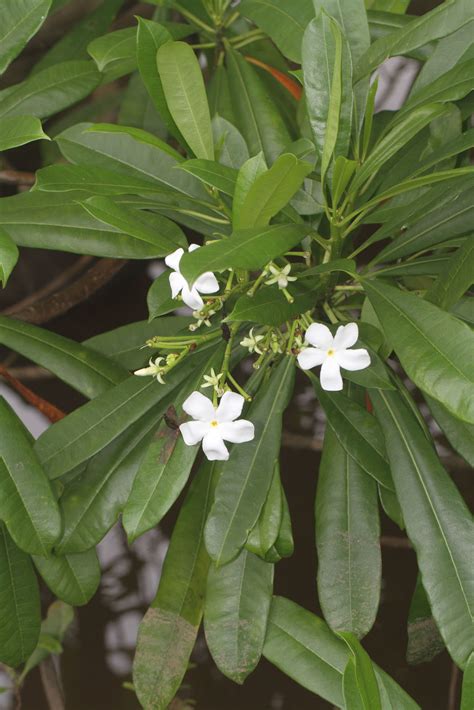 Cerbera odollam Gaertn. | Plants of the World Online | Kew Science