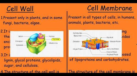 38+ Animal Cell Membrane Vs Plant Cell Membrane | Ordinaryrafly