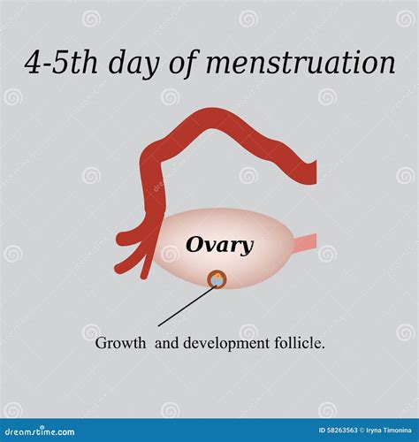 4-5 Dag Van Menstruatie - De Groei En Vector Illustratie - Illustration ...