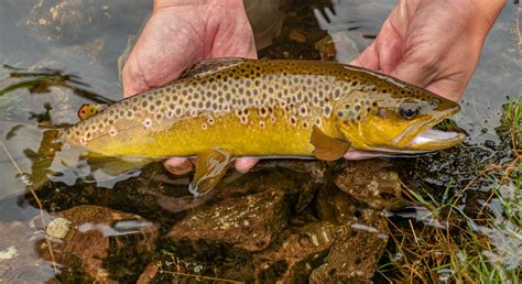 Brown trout - Fishing in Wales