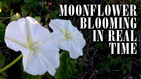 Moonflower Blooming - YouTube