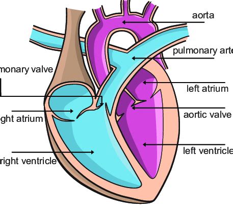 Human Heart Diagram Simple