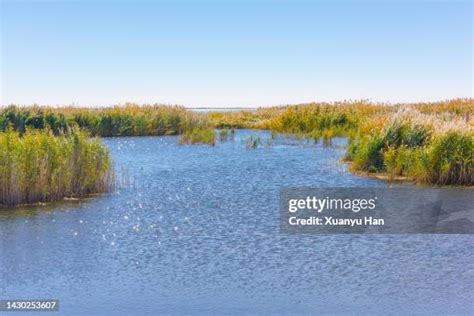 2,010 Riparian Zone Stock Photos, High-Res Pictures, and Images - Getty ...