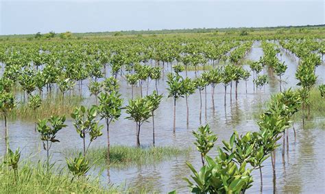 Mangroves In India