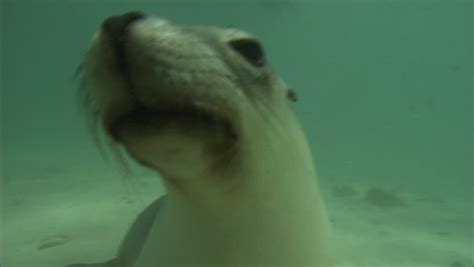 Sea Lion Clapping Stock Footage Video 13704764 - Shutterstock