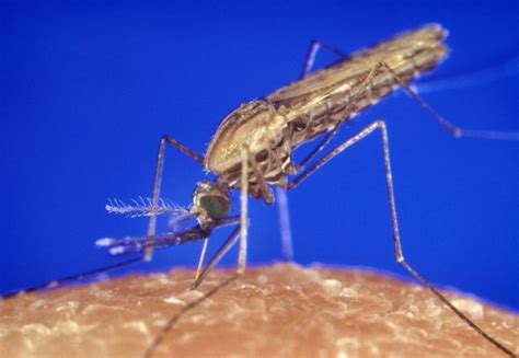 Malaria infection depends on number of parasites, not number of ...