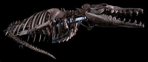 Basilosaurus Cetoides Skeleton