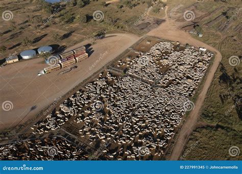 Cattle sale yards. stock image. Image of aerial, braham - 227991345